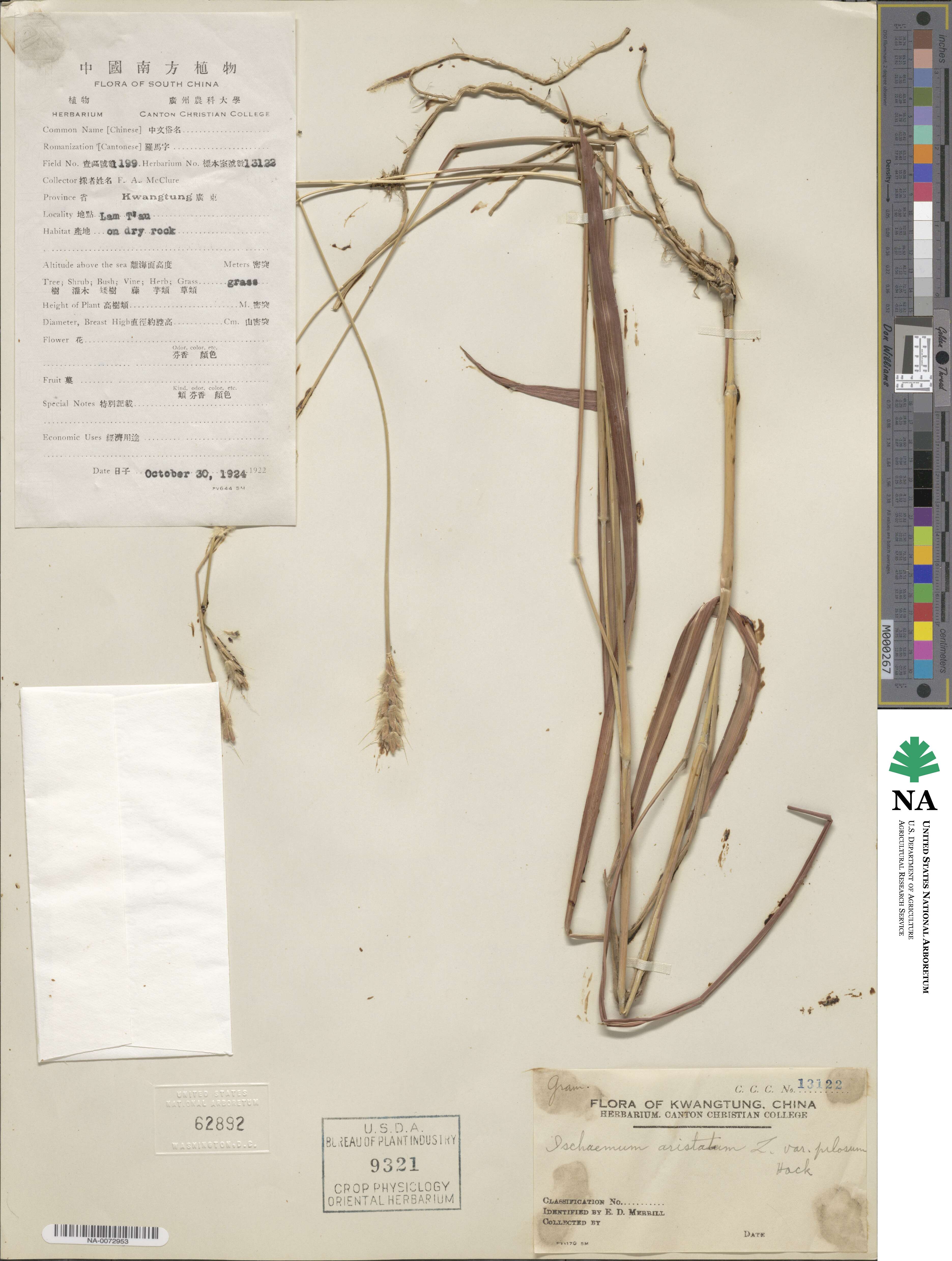 Ischaemum aristatum image