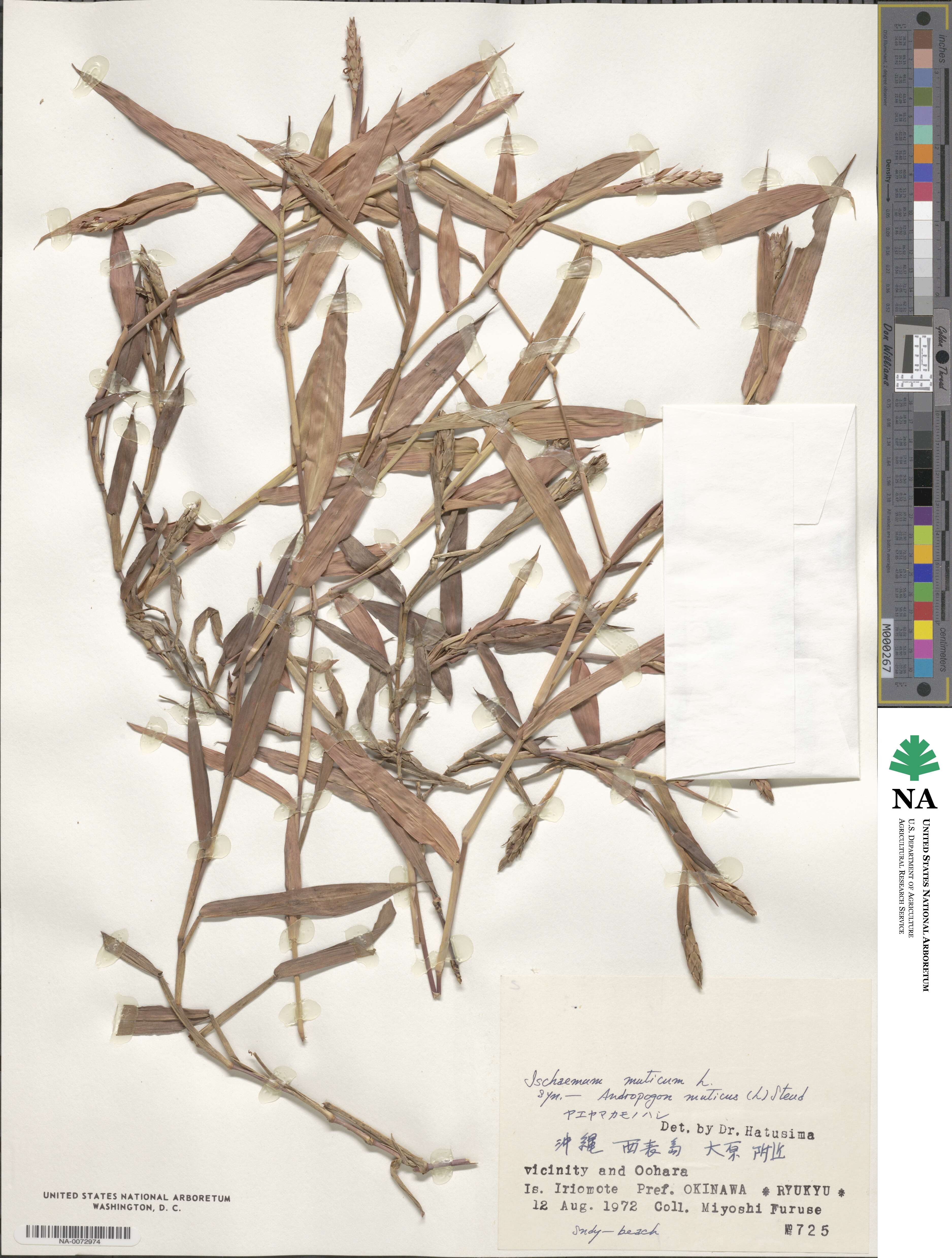 Ischaemum muticum image