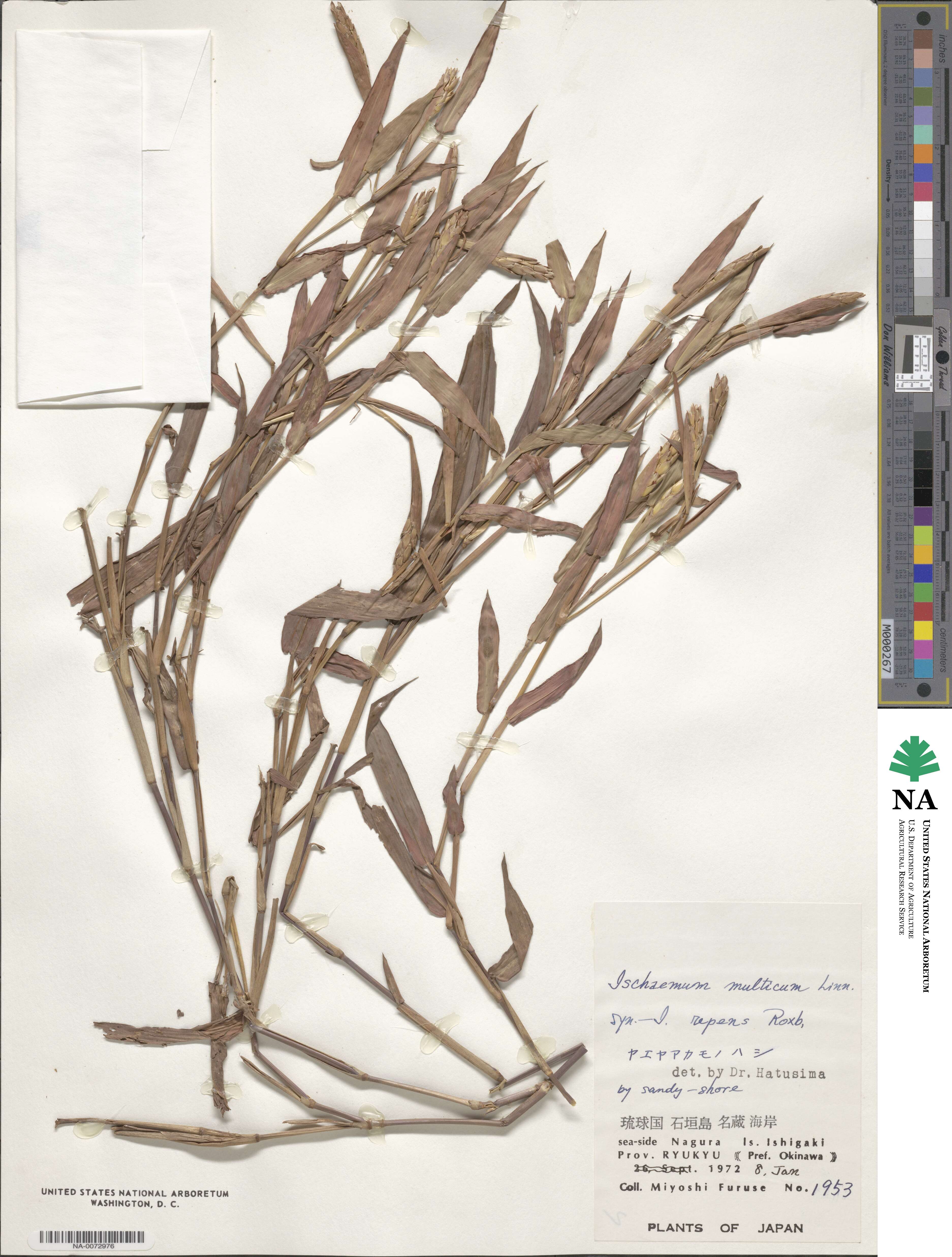 Ischaemum muticum image