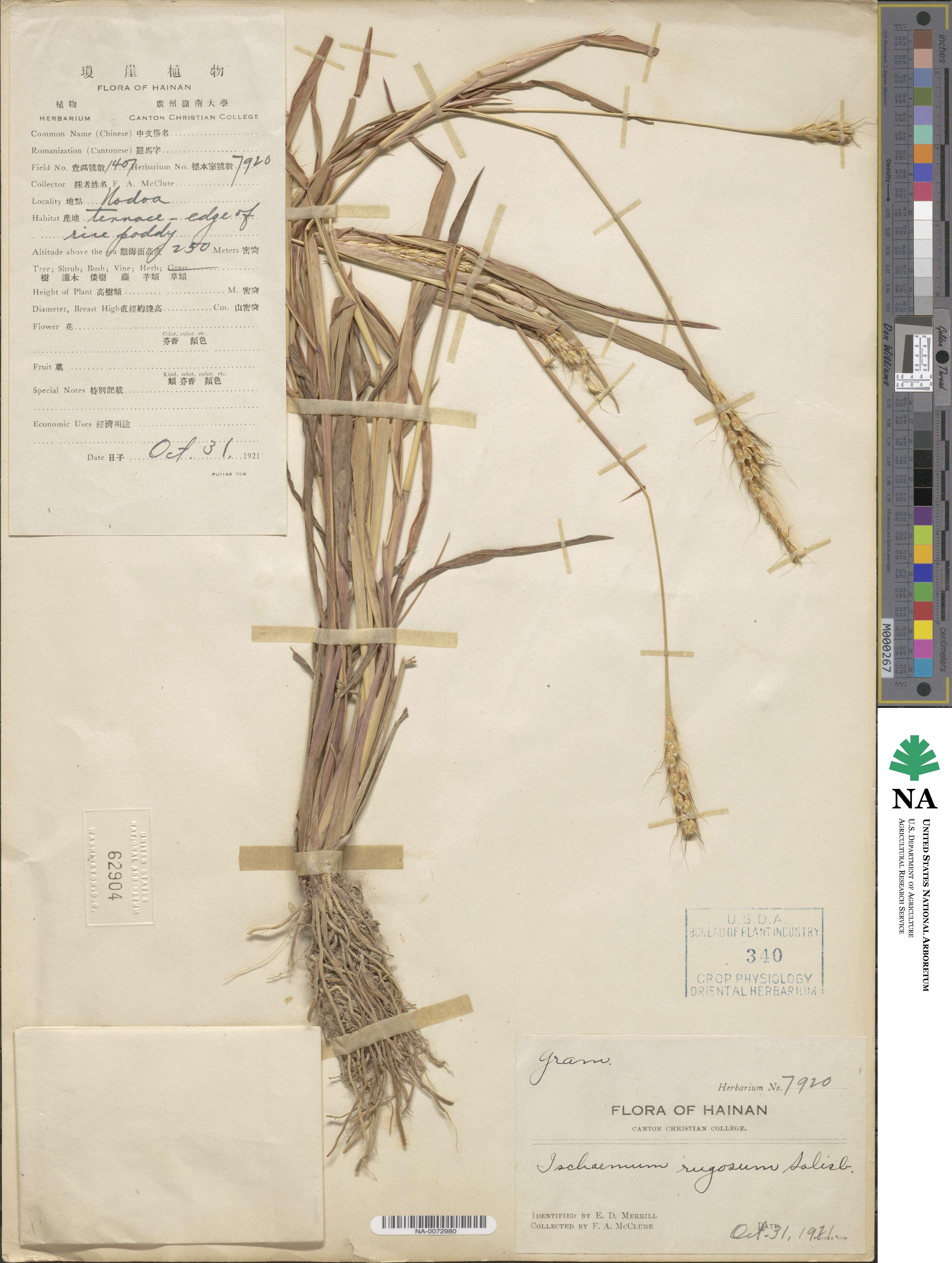 Ischaemum rugosum image