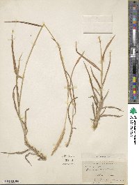 Image of Ischaemum australe