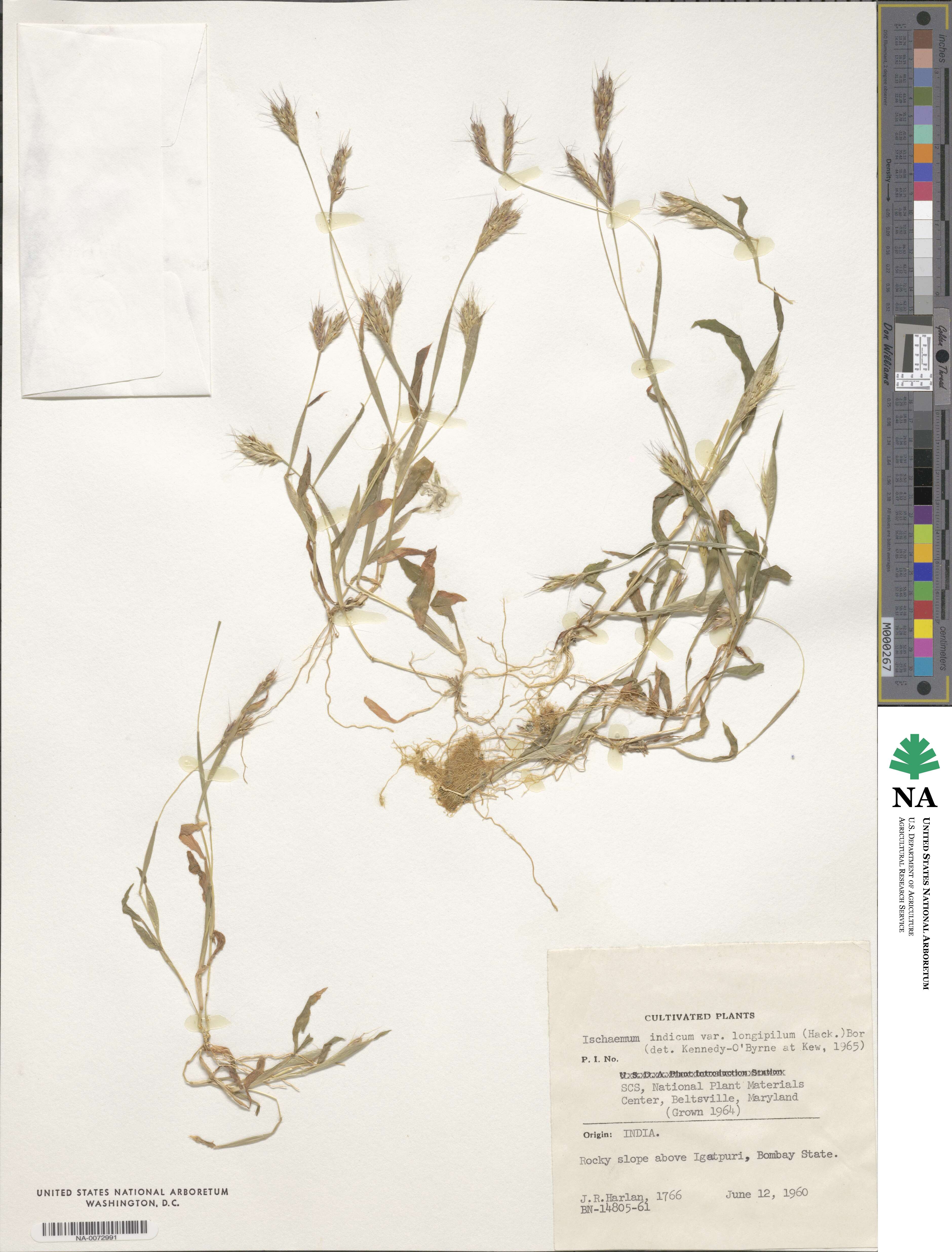 Ischaemum ciliare image