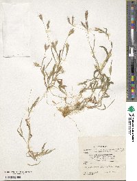 Image of Ischaemum ciliare