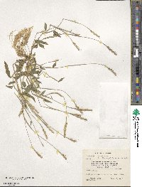 Image of Ischaemum tumidum