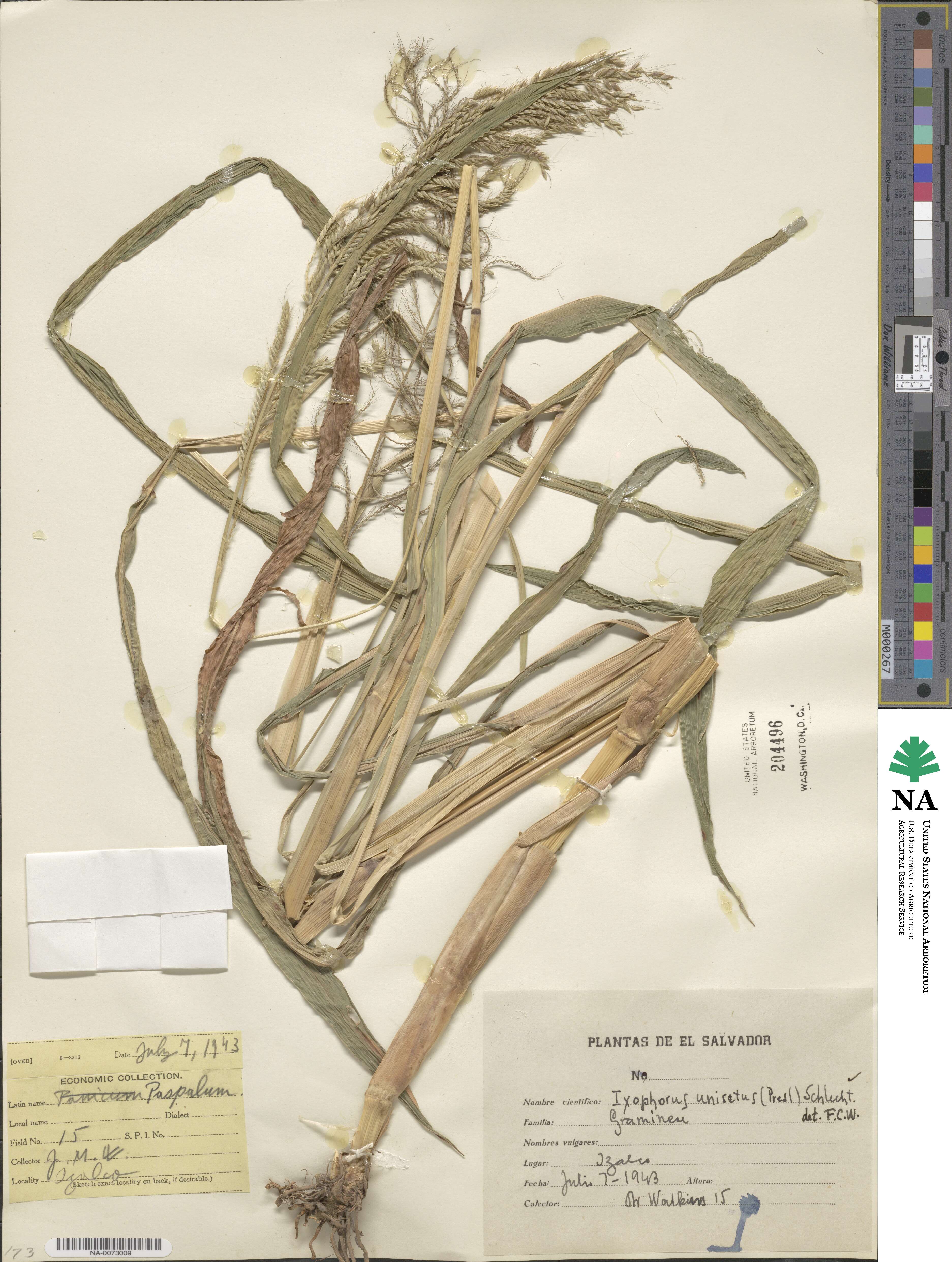 Ixophorus unisetus image