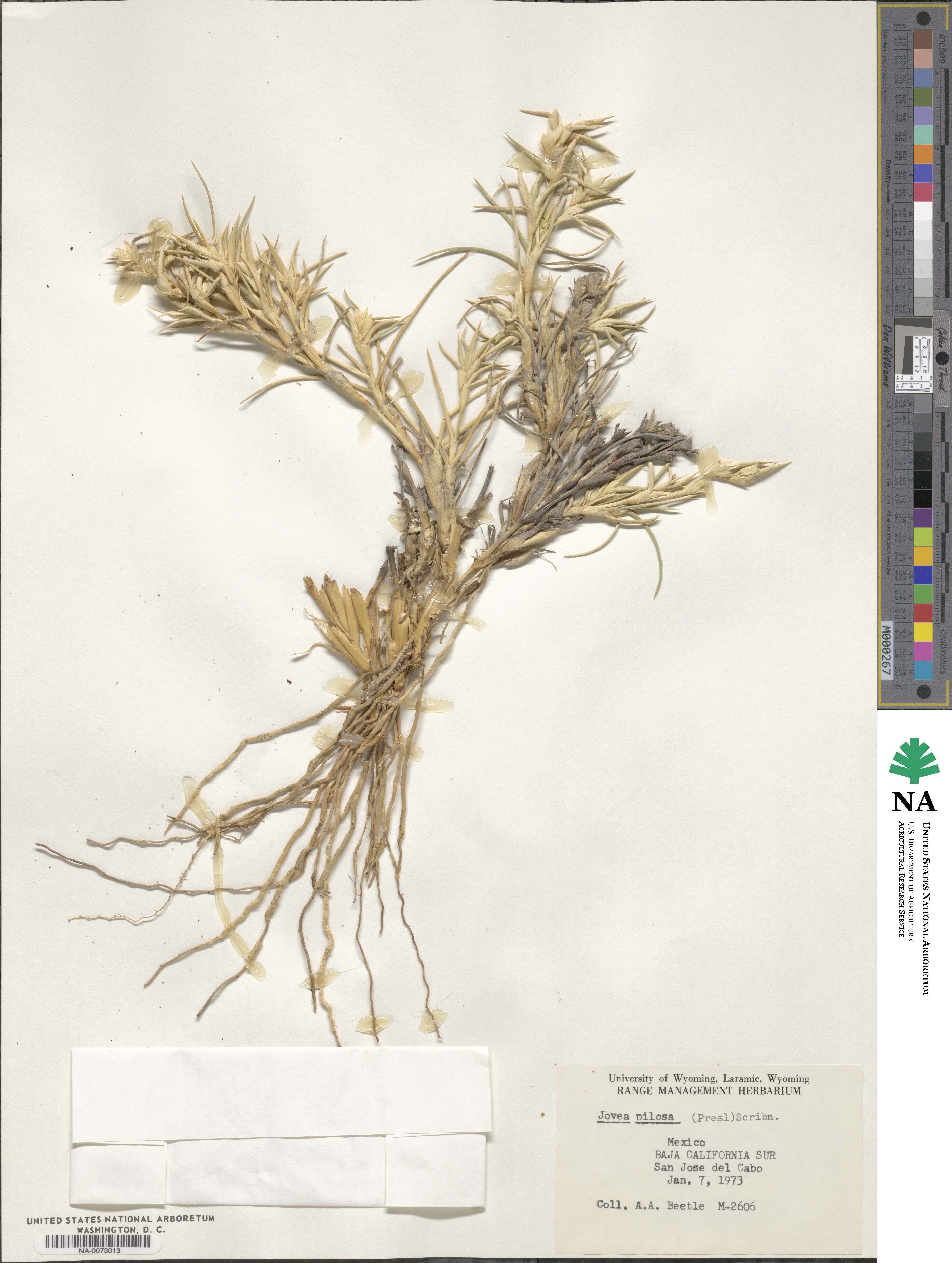 Jouvea pilosa image