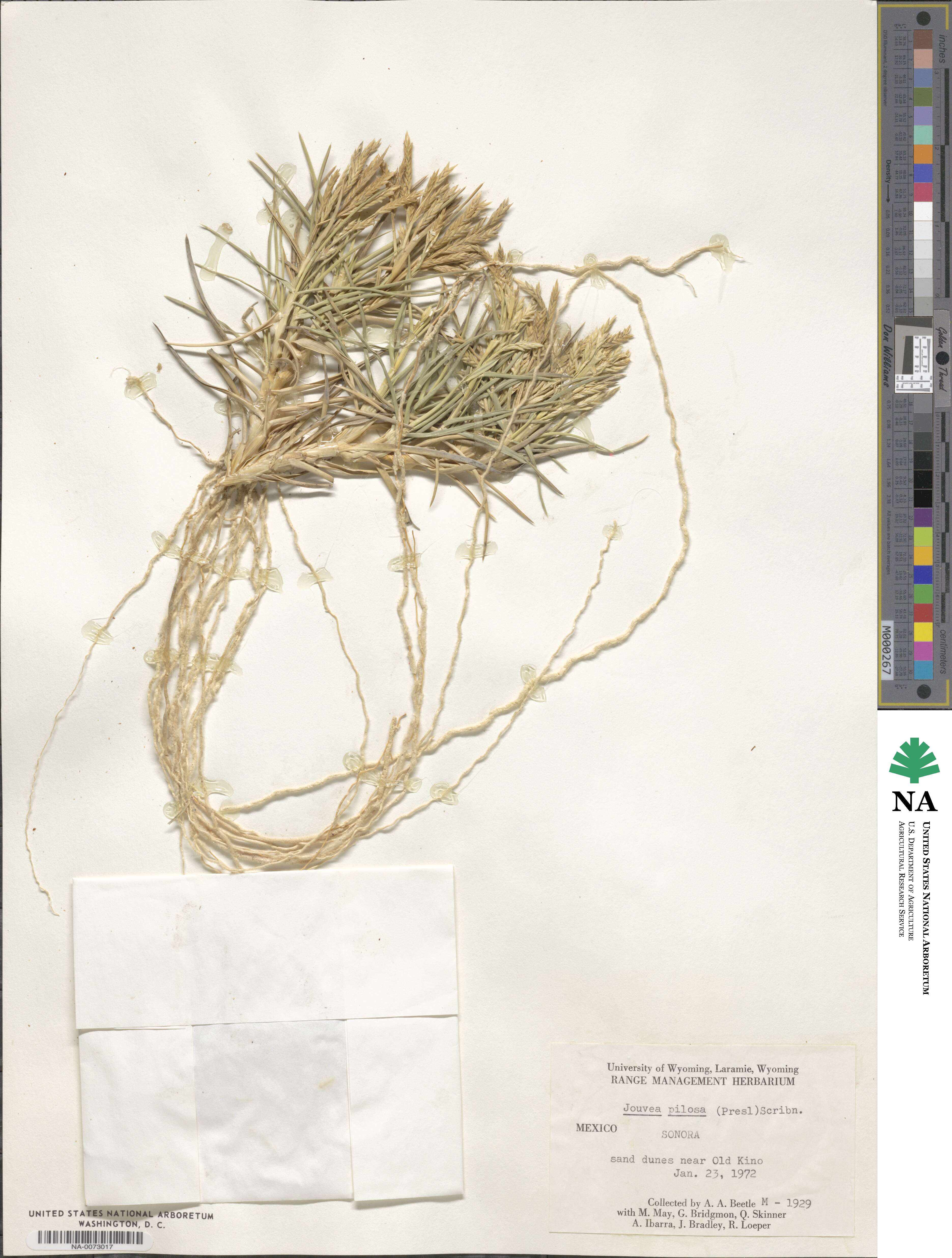 Jouvea pilosa image
