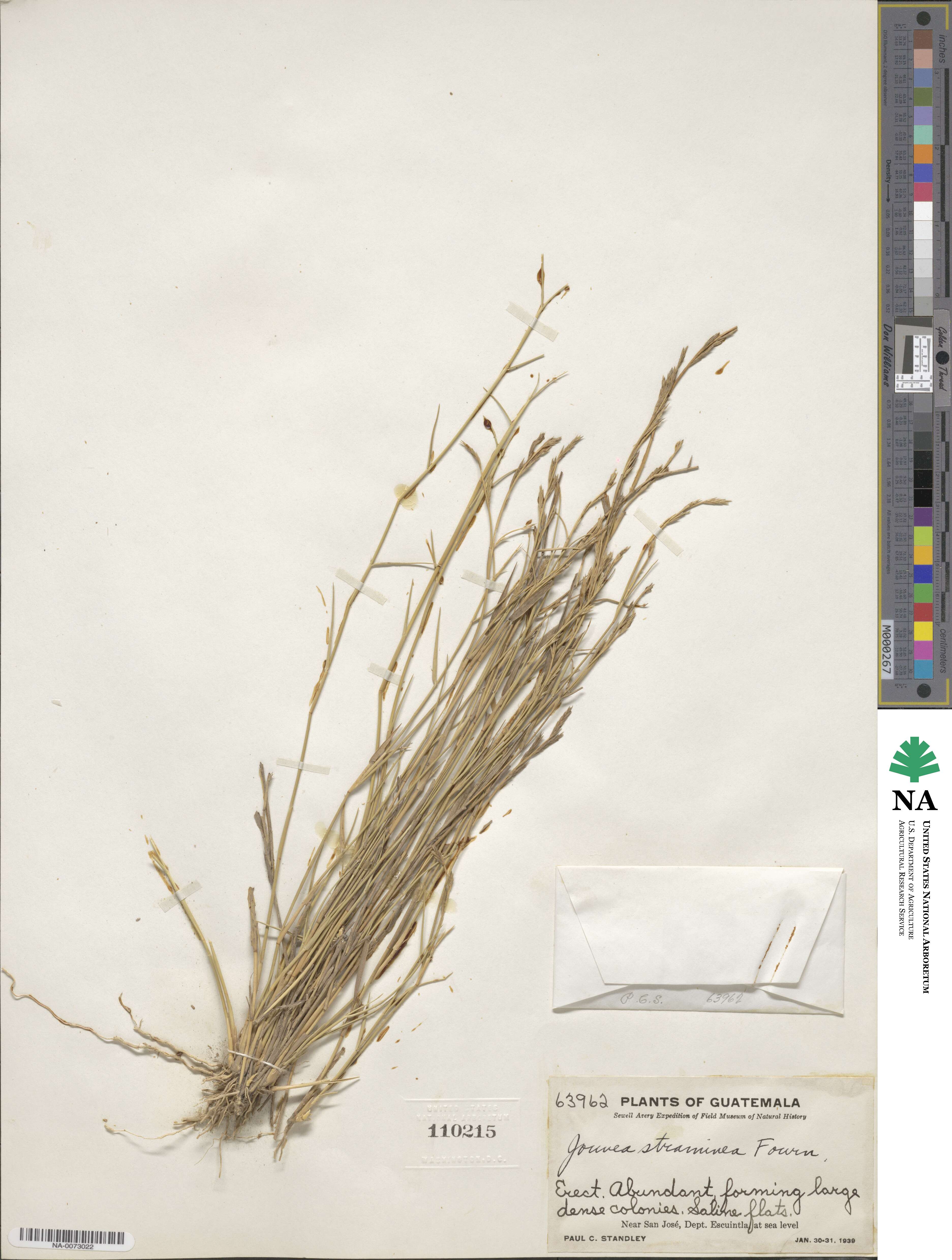 Jouvea straminea image