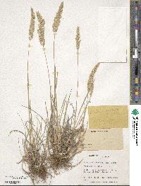 Koeleria pyramidata image