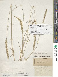 Image of Koeleria macrantha