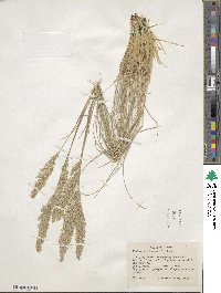 Koeleria pyramidata image