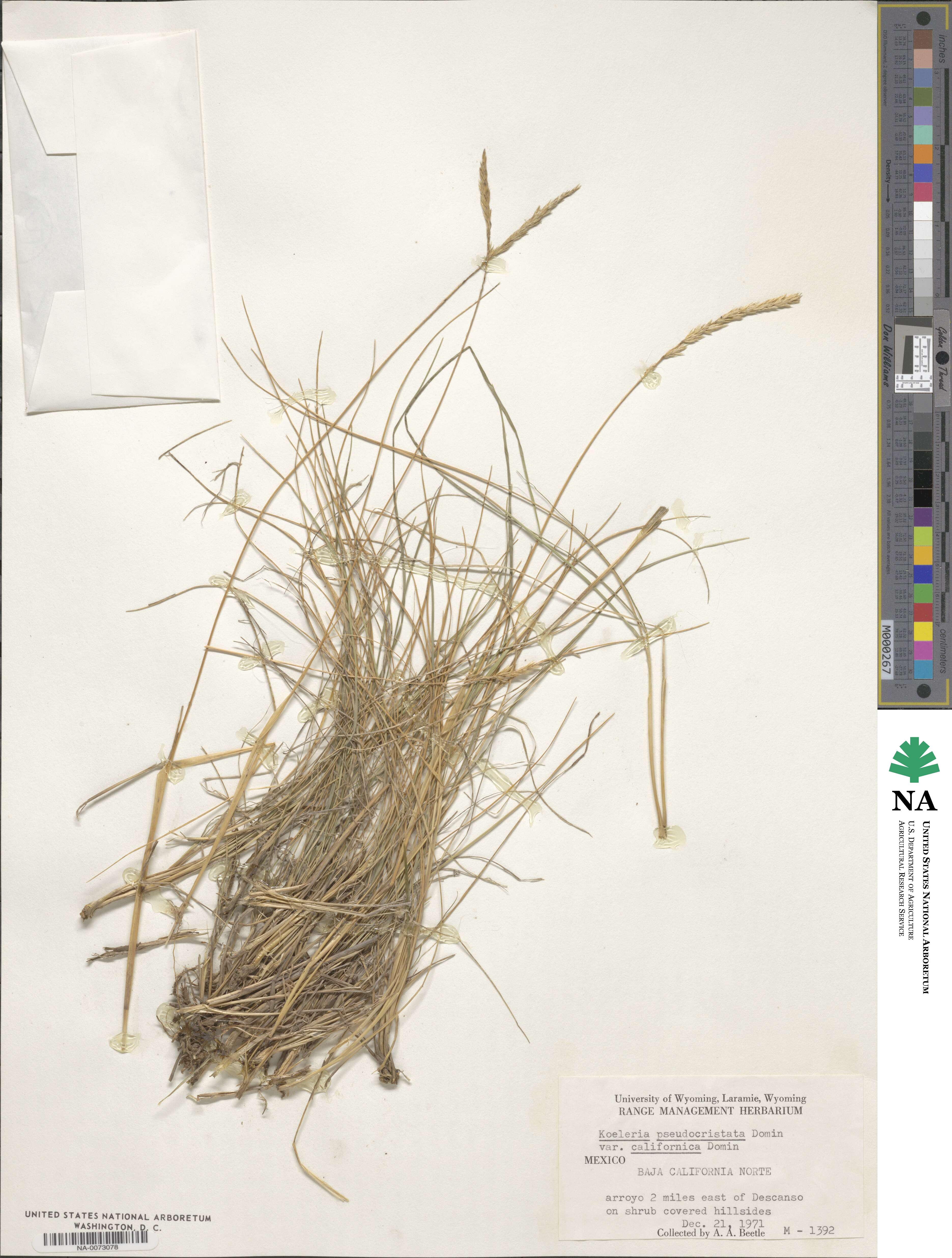 Koeleria macrantha image