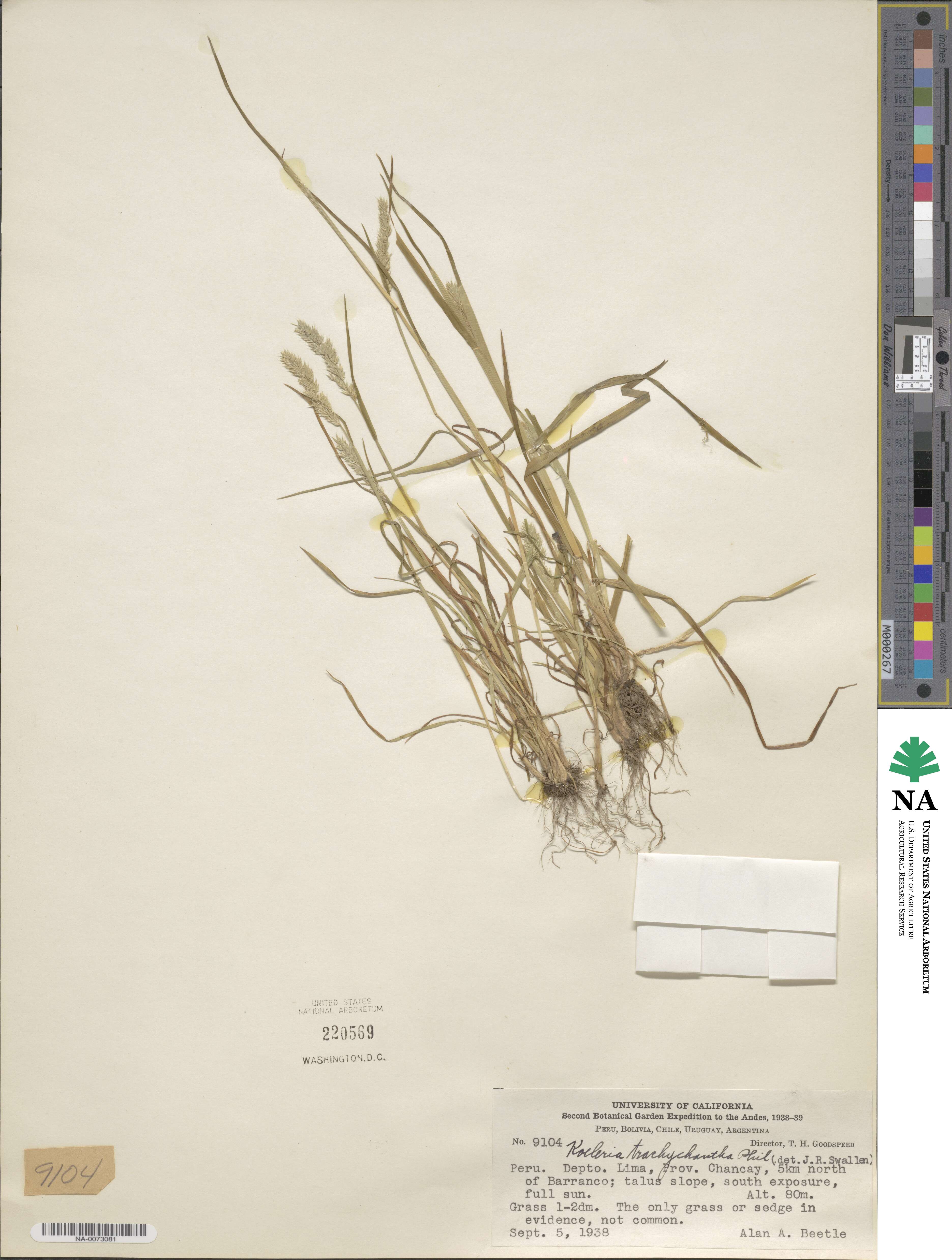 Rostraria trachyantha image