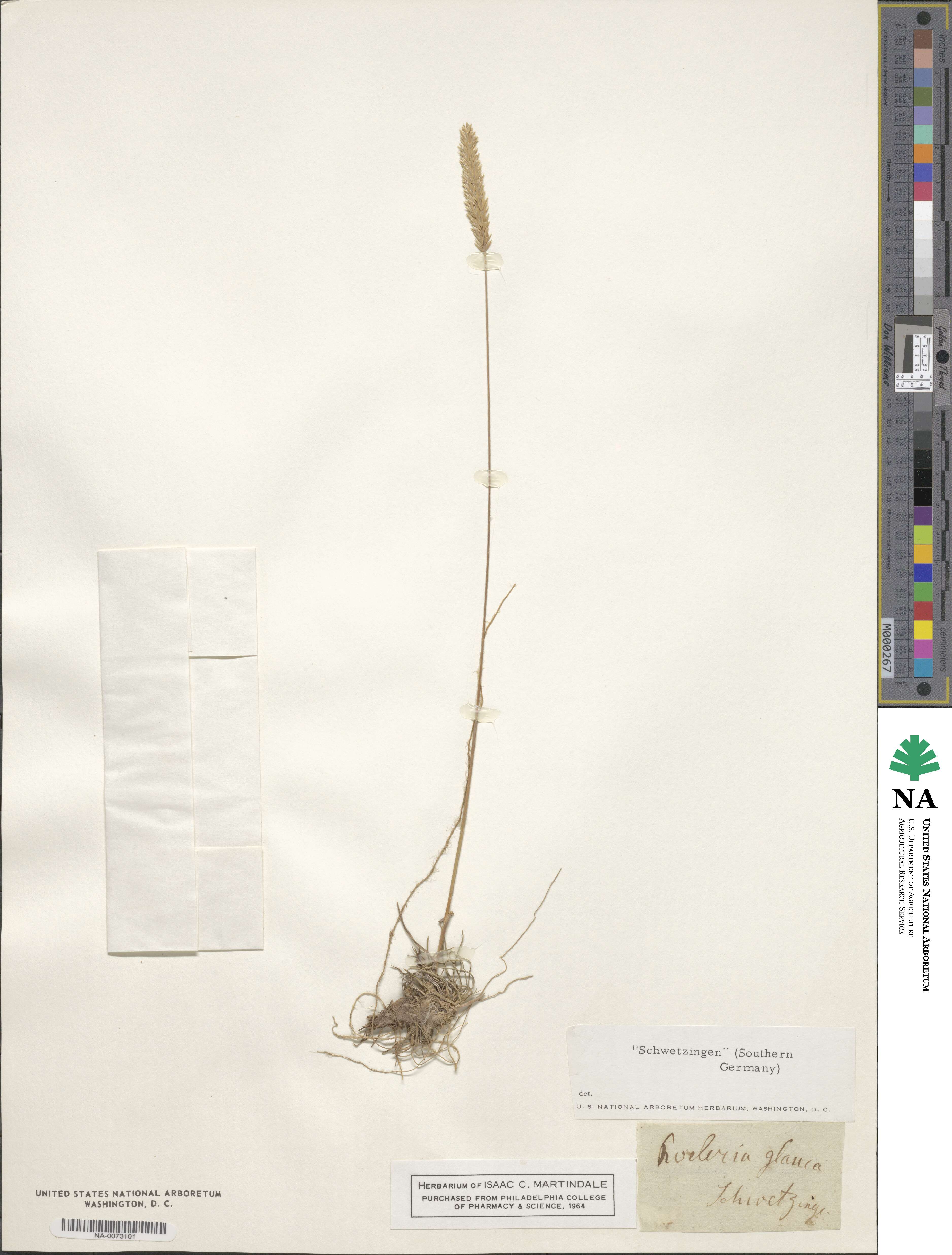 Koeleria glauca image