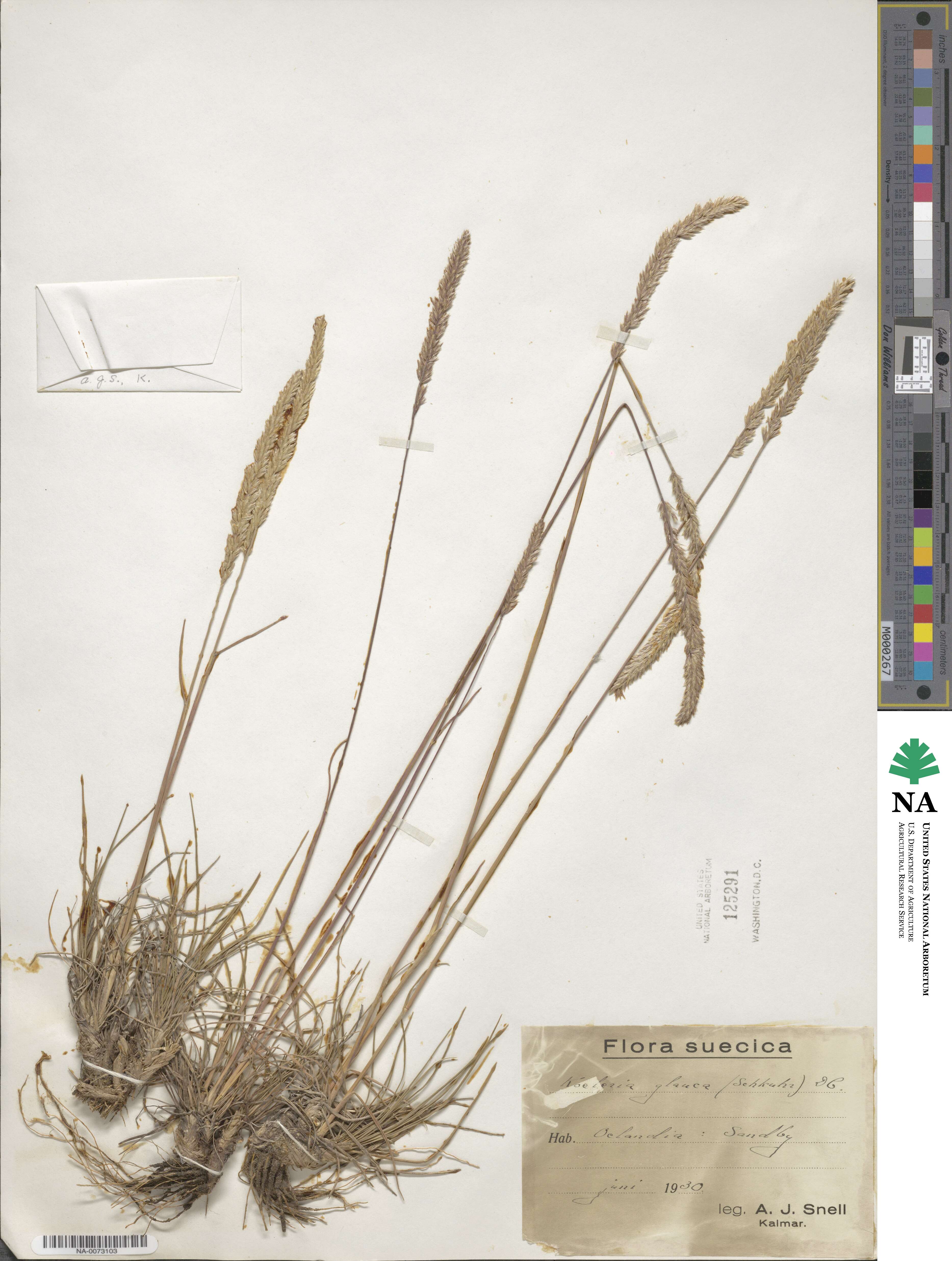Koeleria glauca image