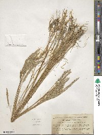 Koeleria macrantha image