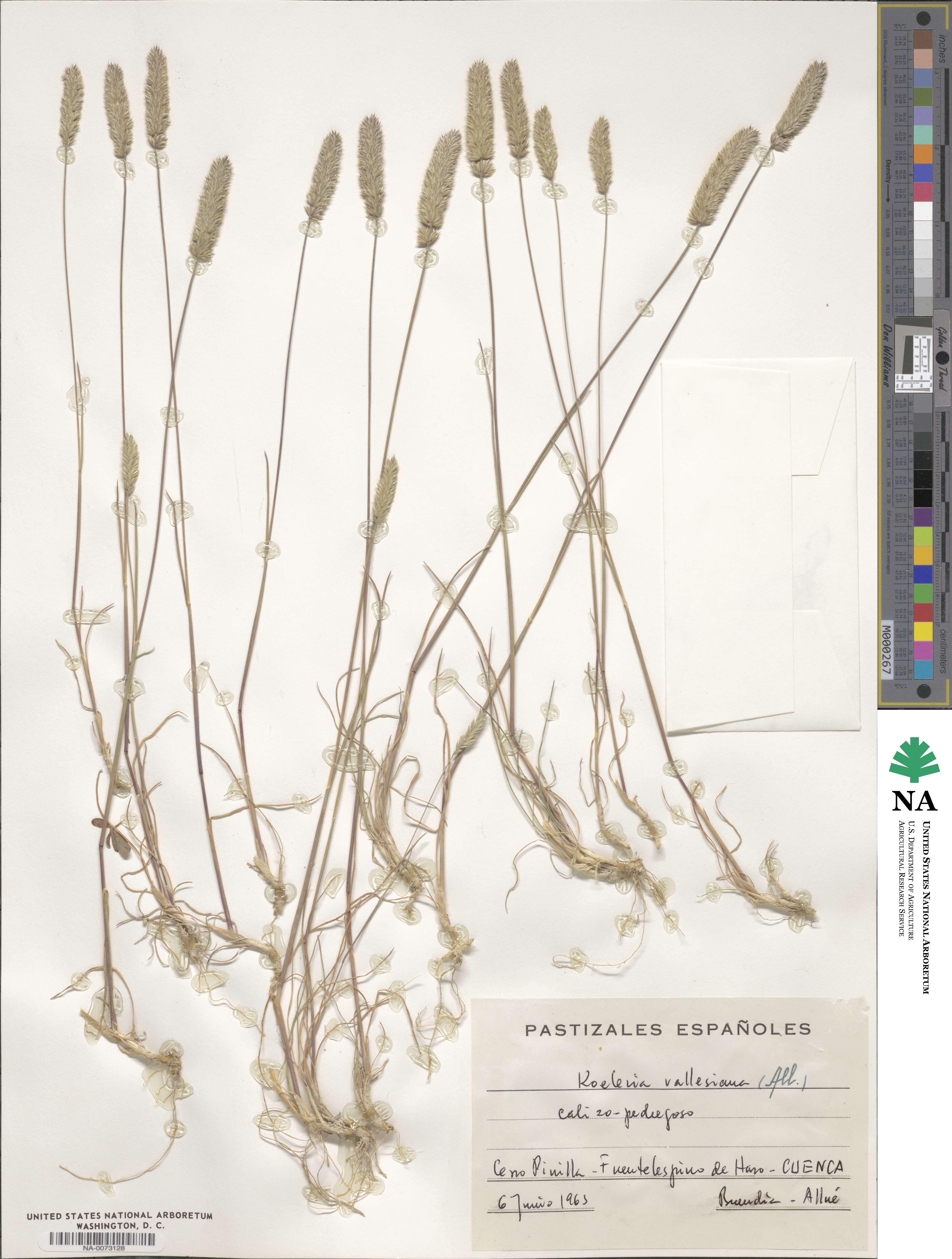Koeleria vallesiana image