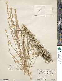 Koeleria pyramidata image