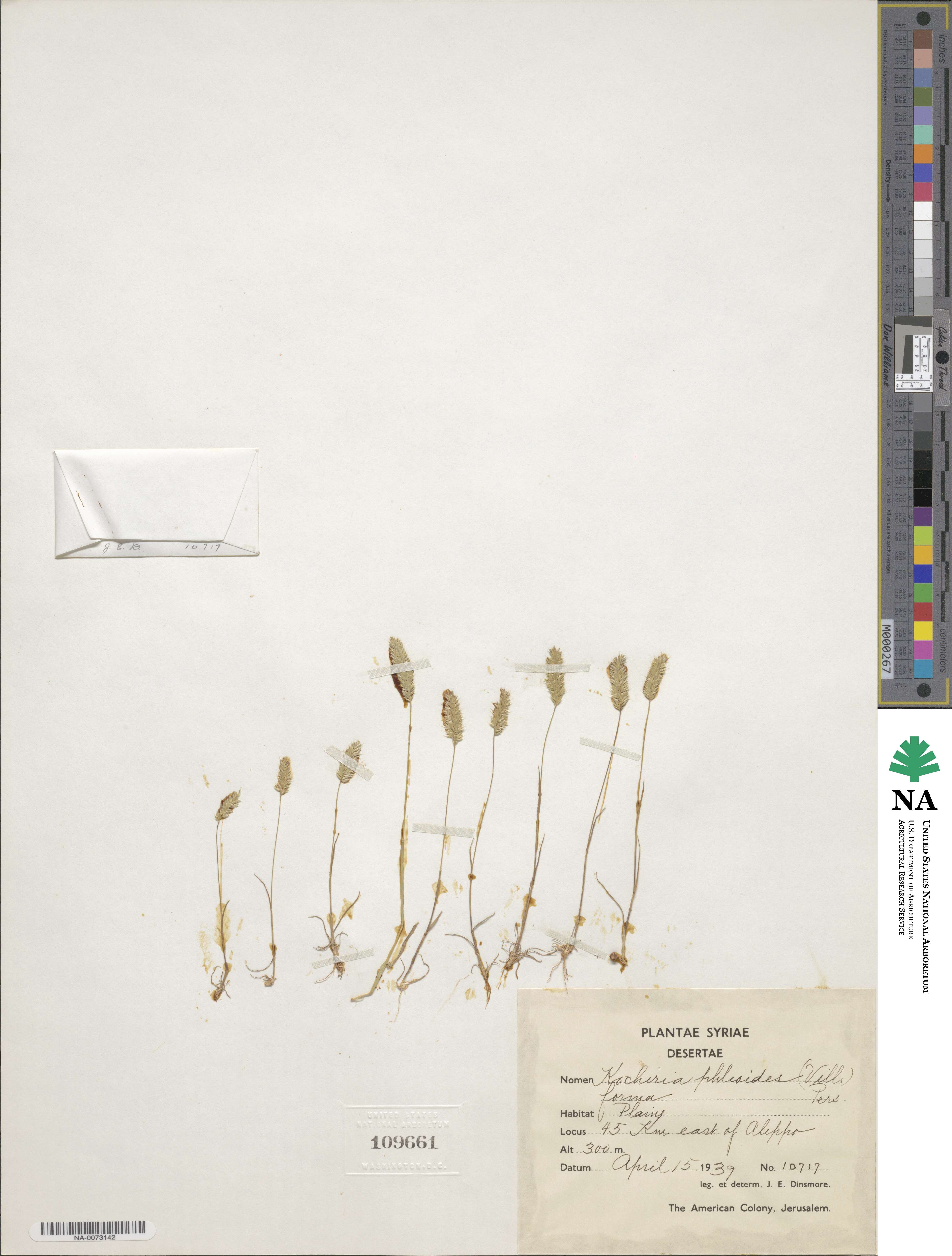 Rostraria image