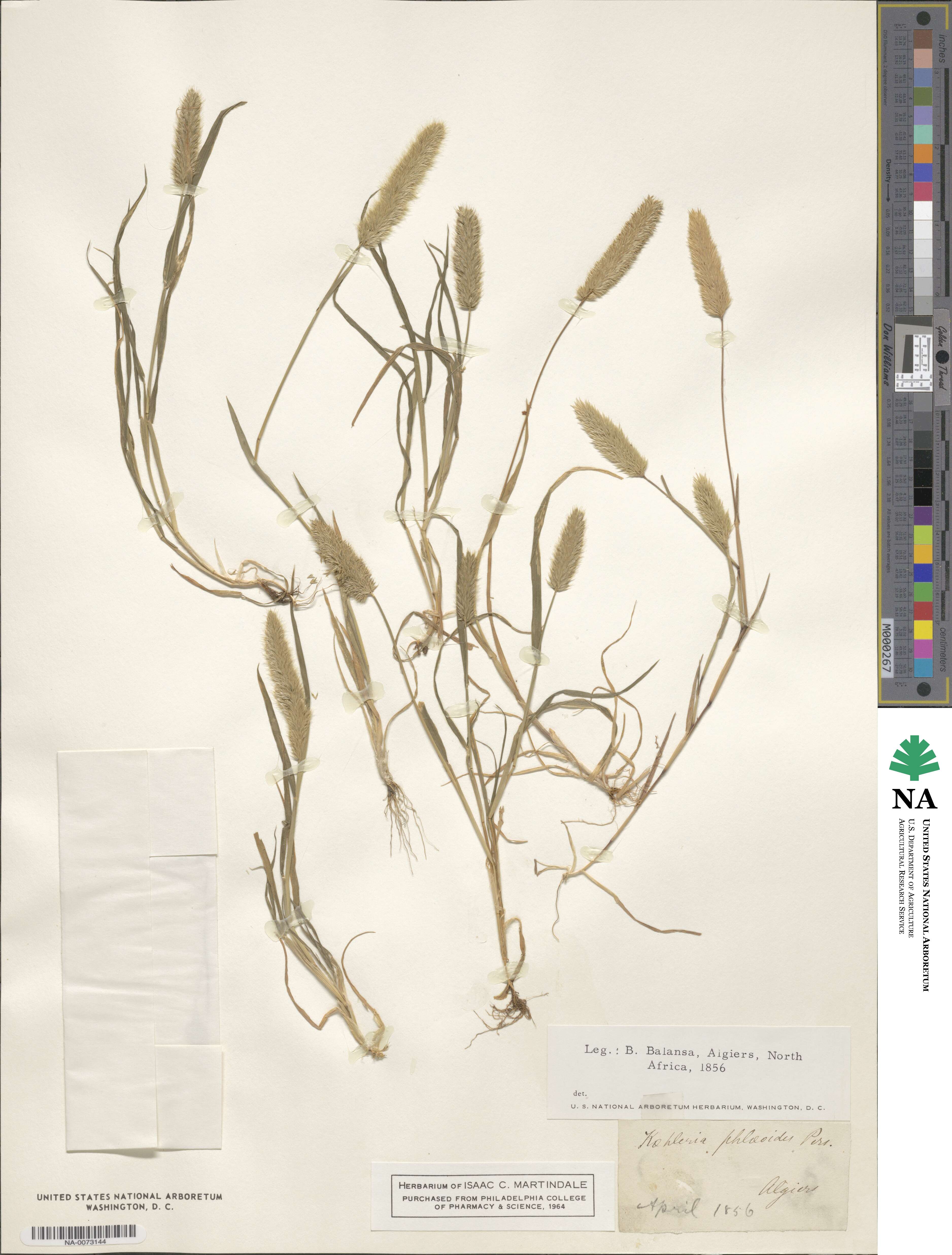 Rostraria cristata image