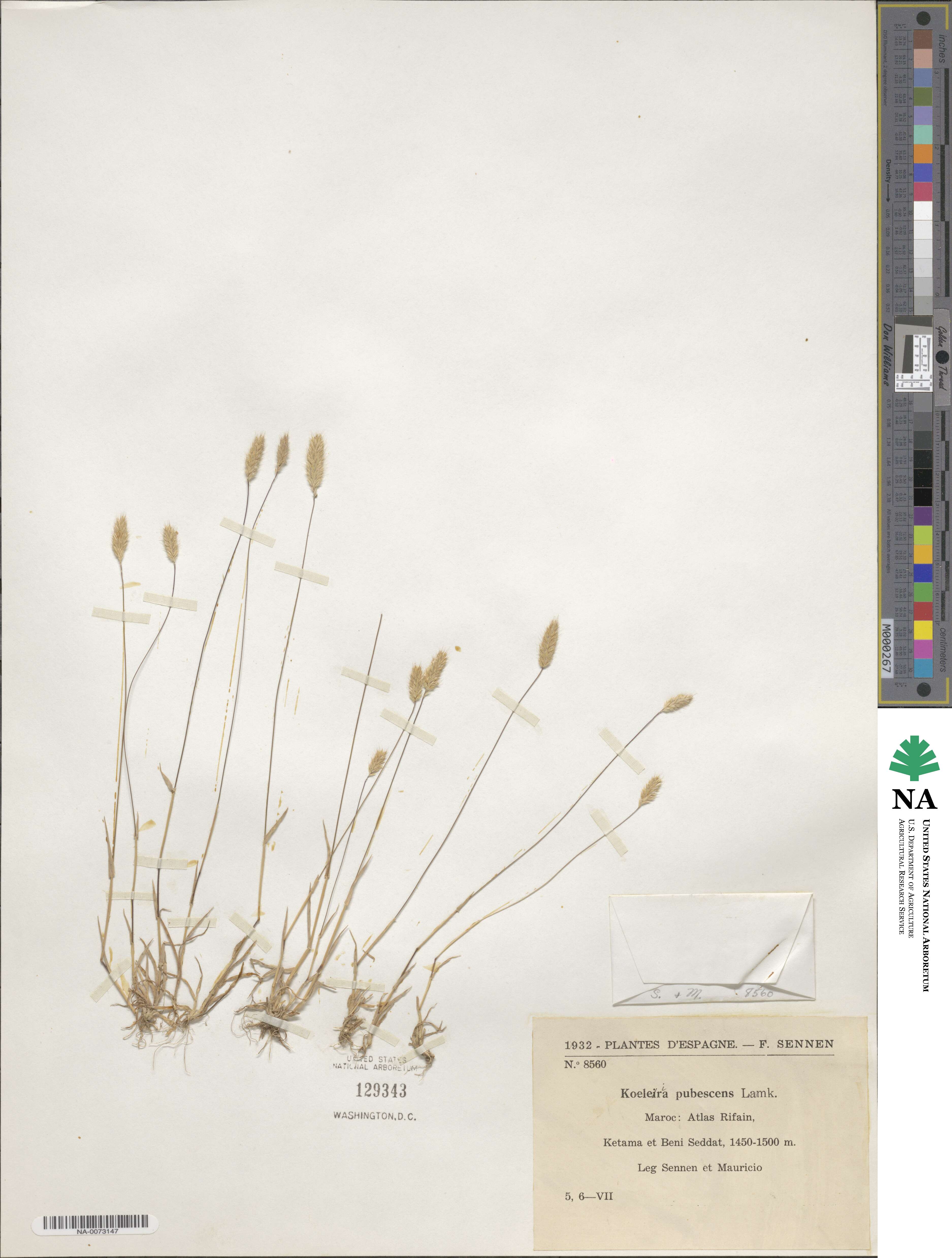 Rostraria litorea image
