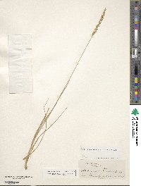 Koeleria pyramidata image