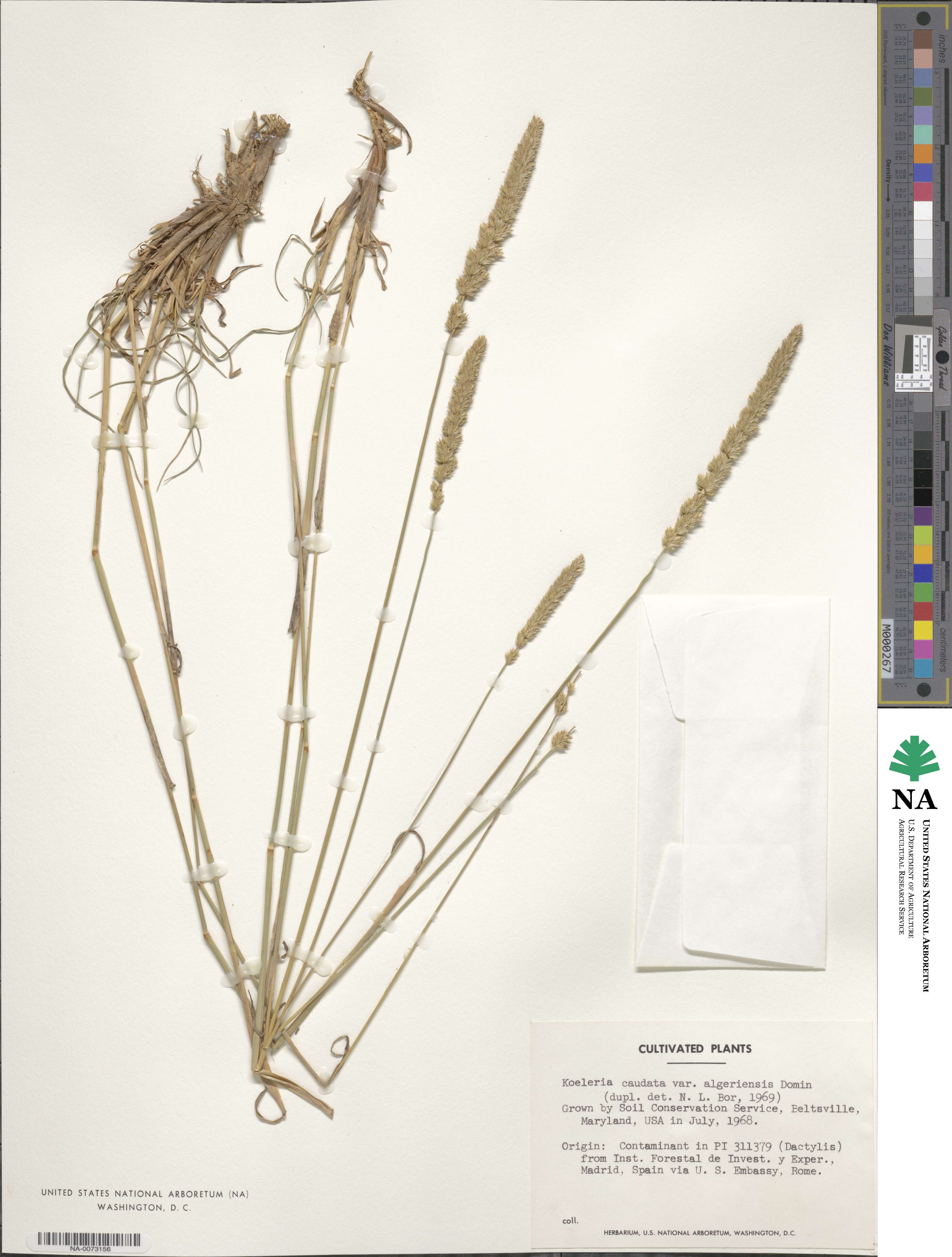 Koeleria caudata image