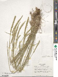 Koeleria caudata image