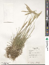 Koeleria macrantha image