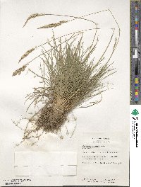 Koeleria macrantha image