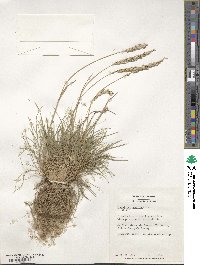 Koeleria macrantha image