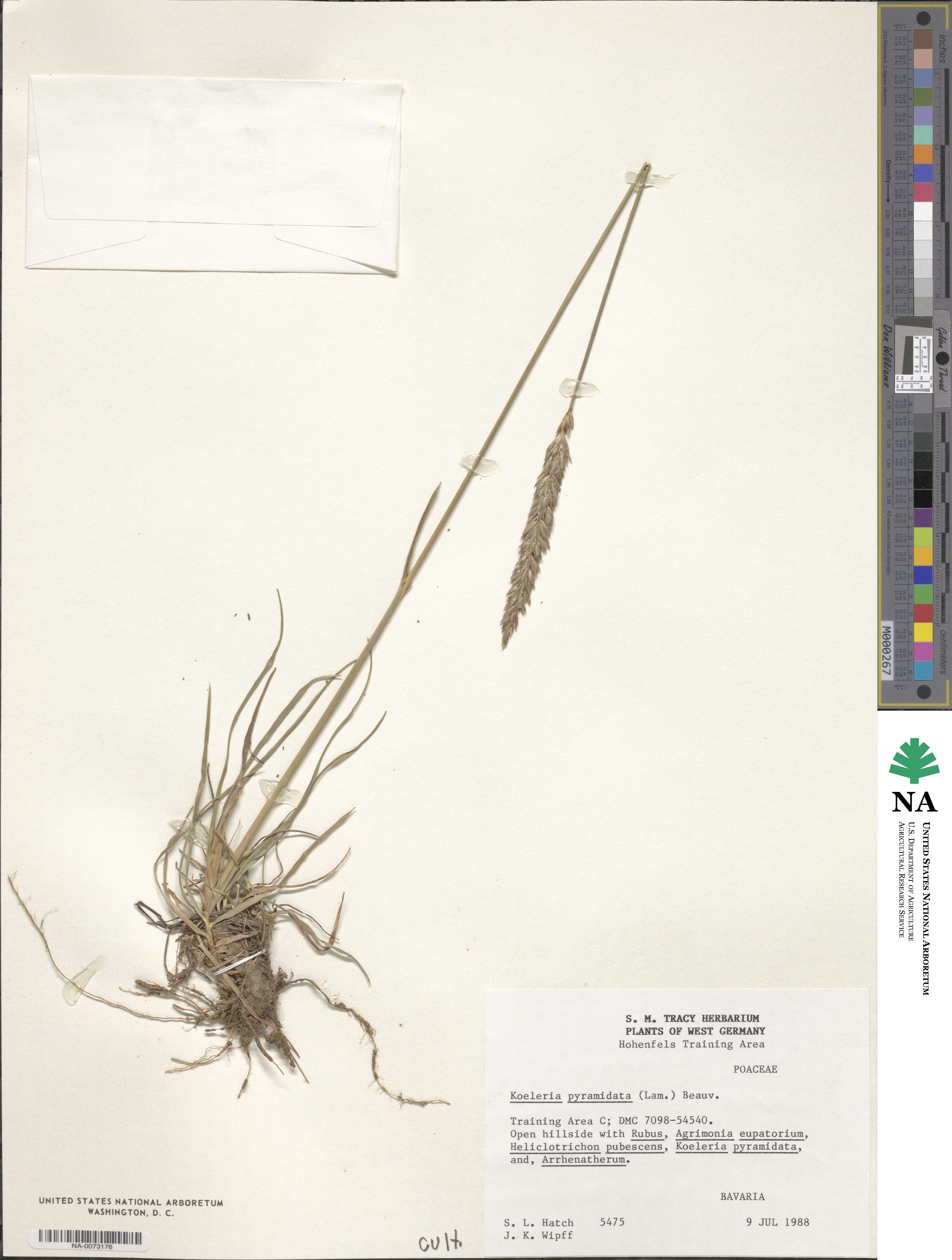 Koeleria pyramidata image