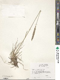 Koeleria pyramidata image