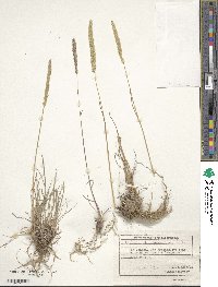 Koeleria glauca image