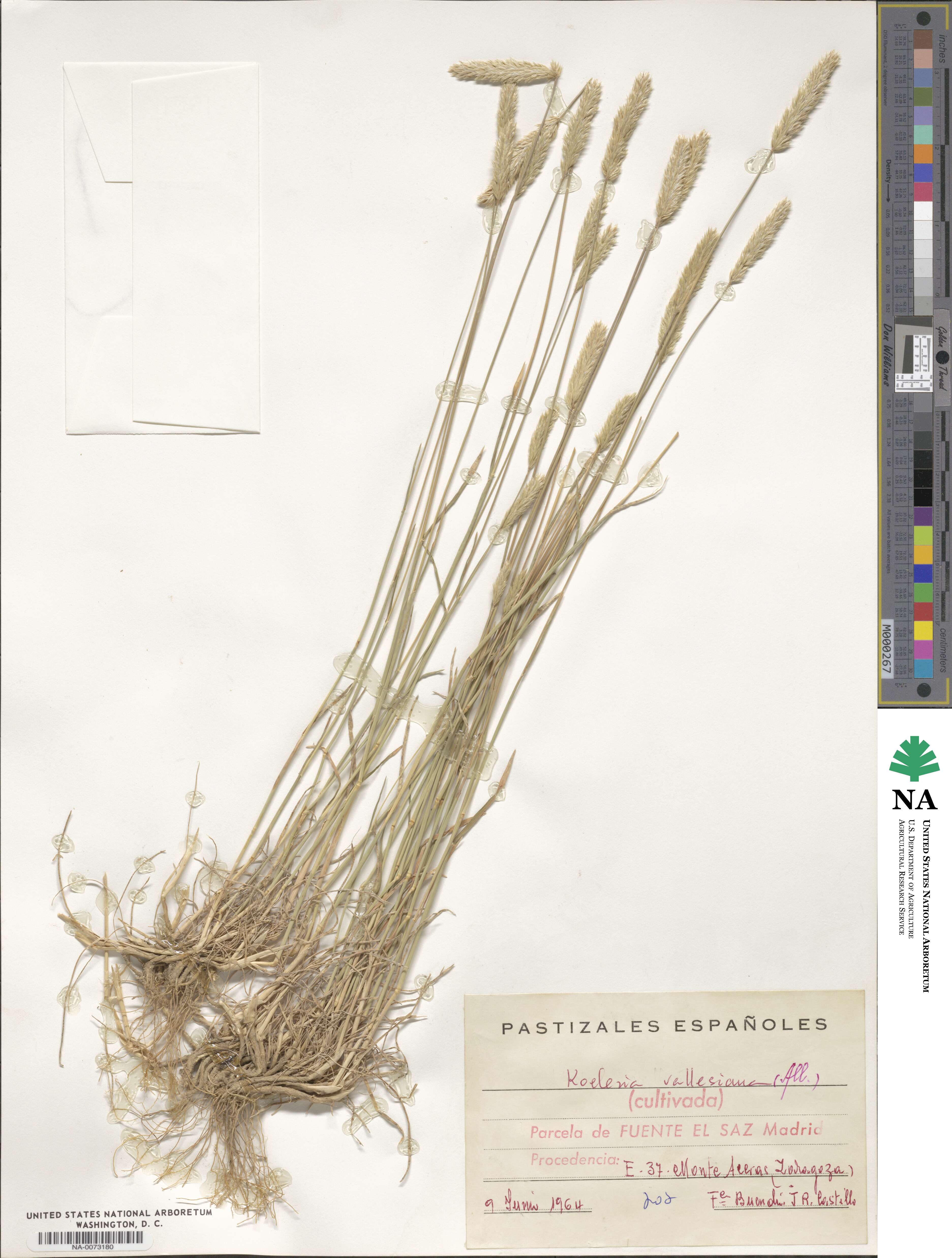 Koeleria vallesiana image