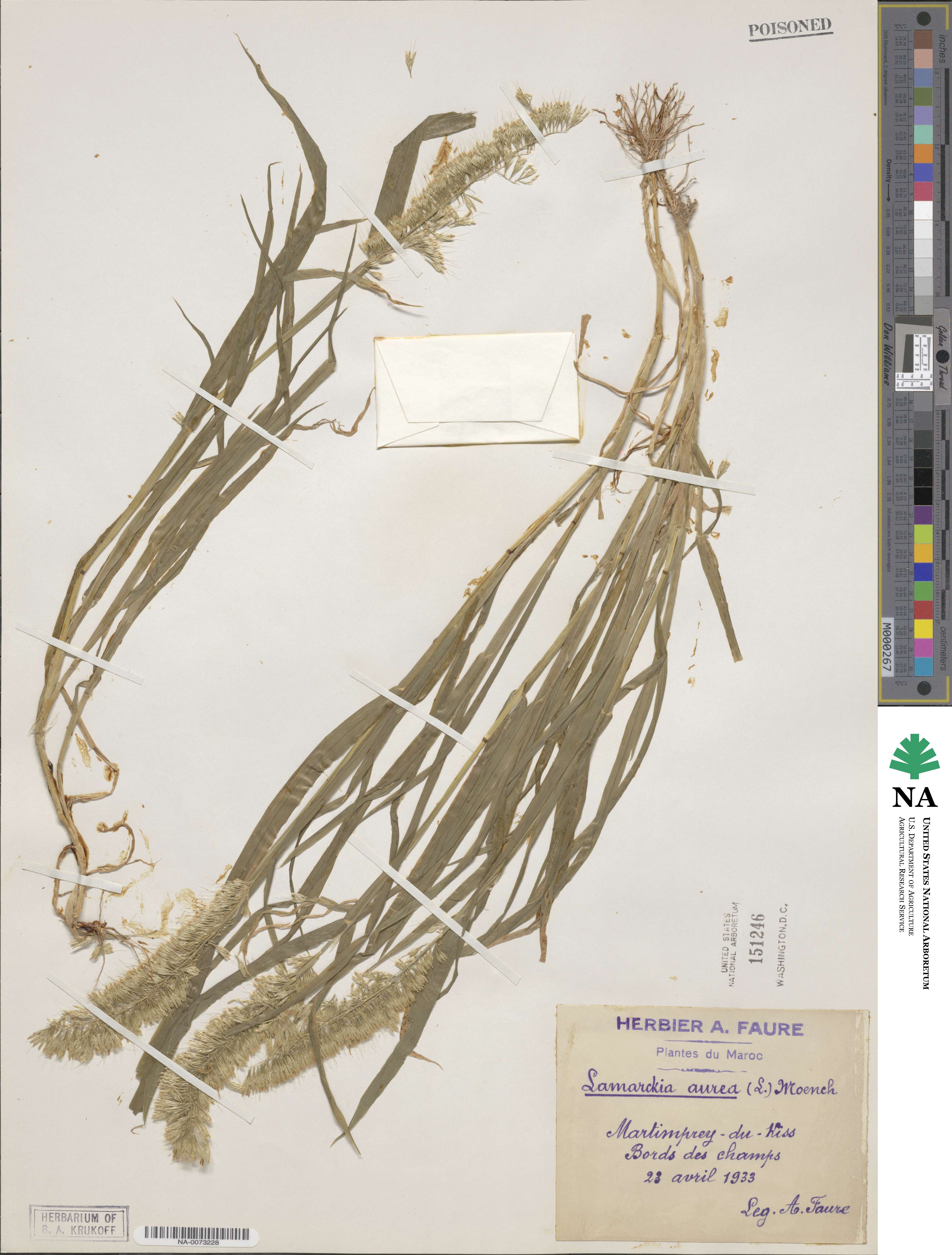 Lamarckia aurea image