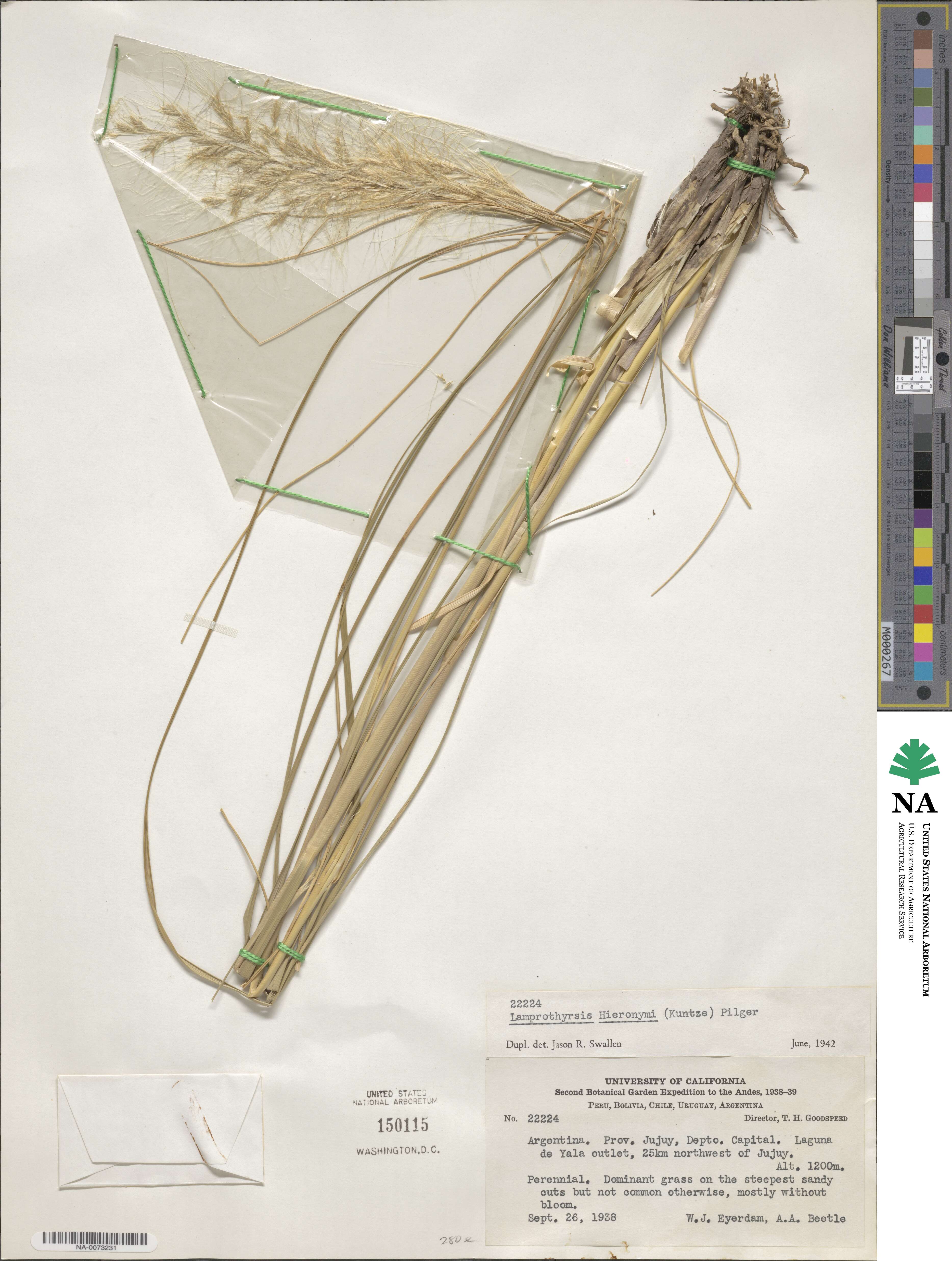 Cortaderia hieronymi image