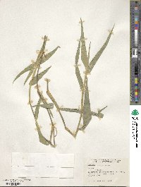 Lasiacis ruscifolia image