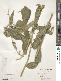 Lasiacis ruscifolia image