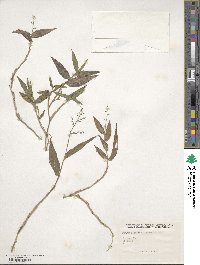 Lasiacis ruscifolia image