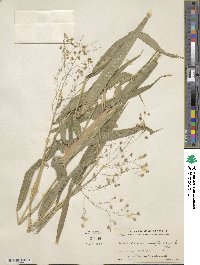 Lasiacis oaxacensis image