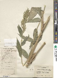 Lasiacis ruscifolia image