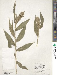 Lasiacis ruscifolia image