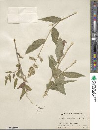 Lasiacis ruscifolia image