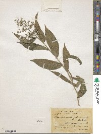 Lasiacis ruscifolia image