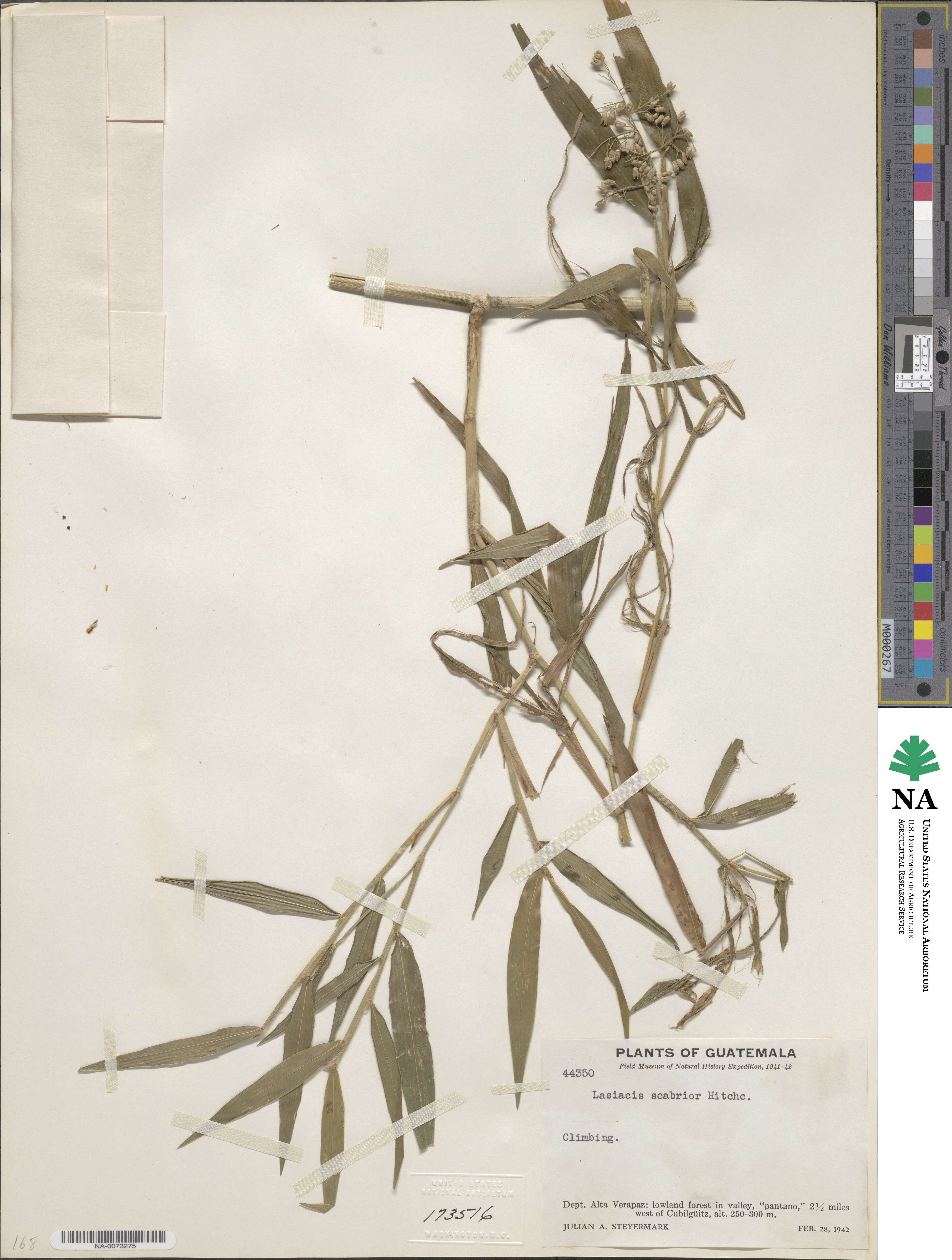 Lasiacis scabrior image