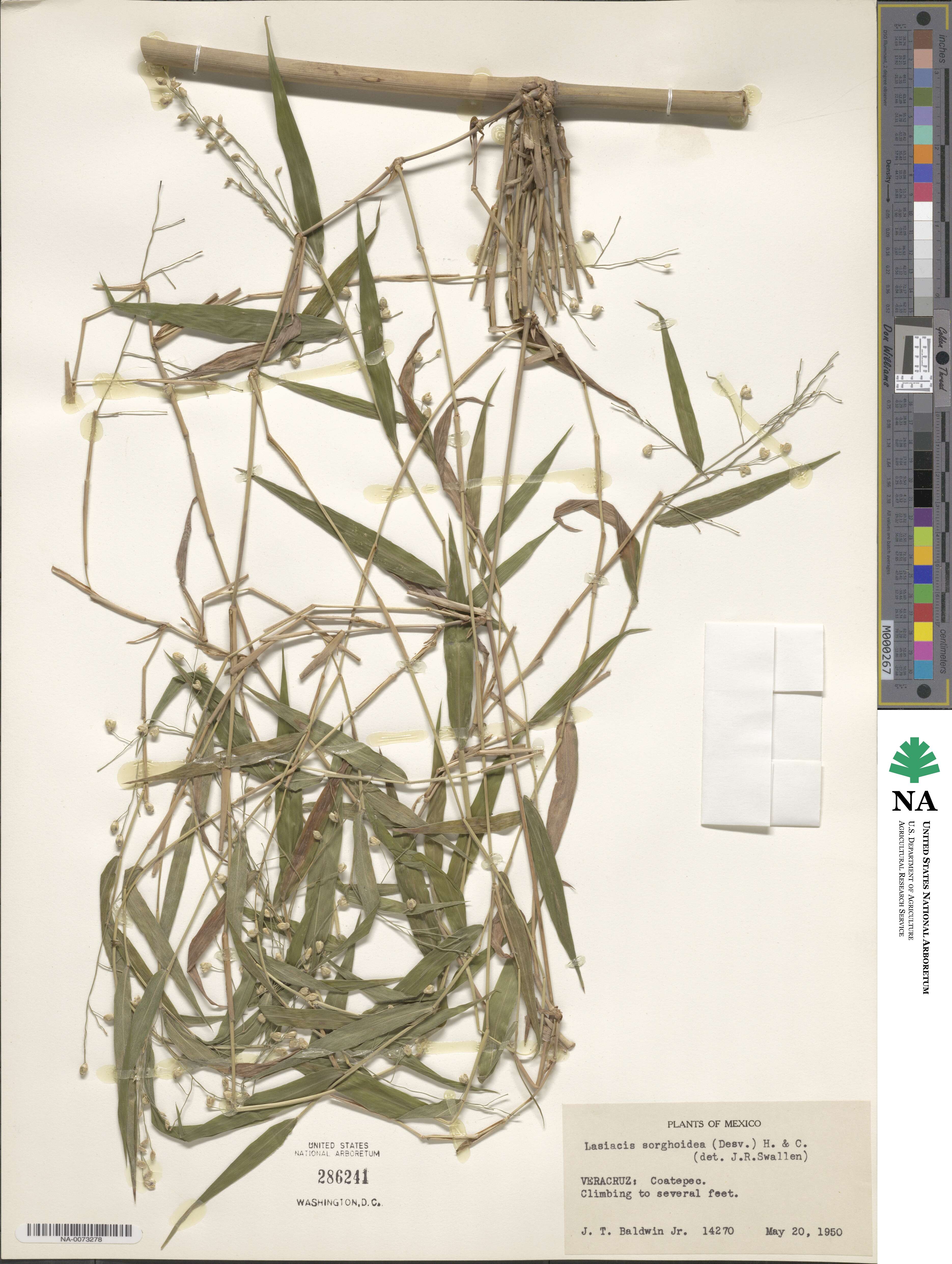 Lasiacis maculata image