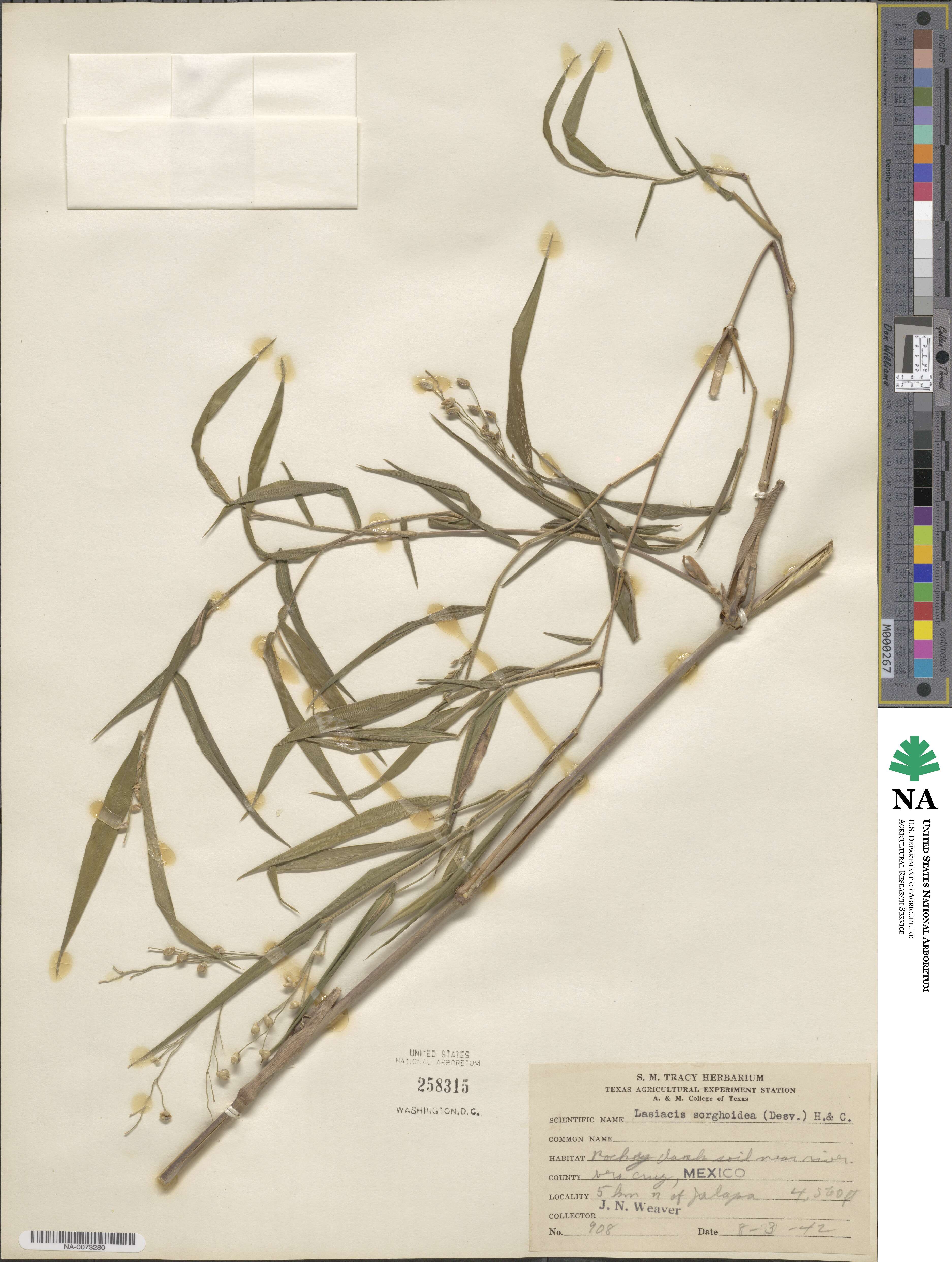Lasiacis maculata image
