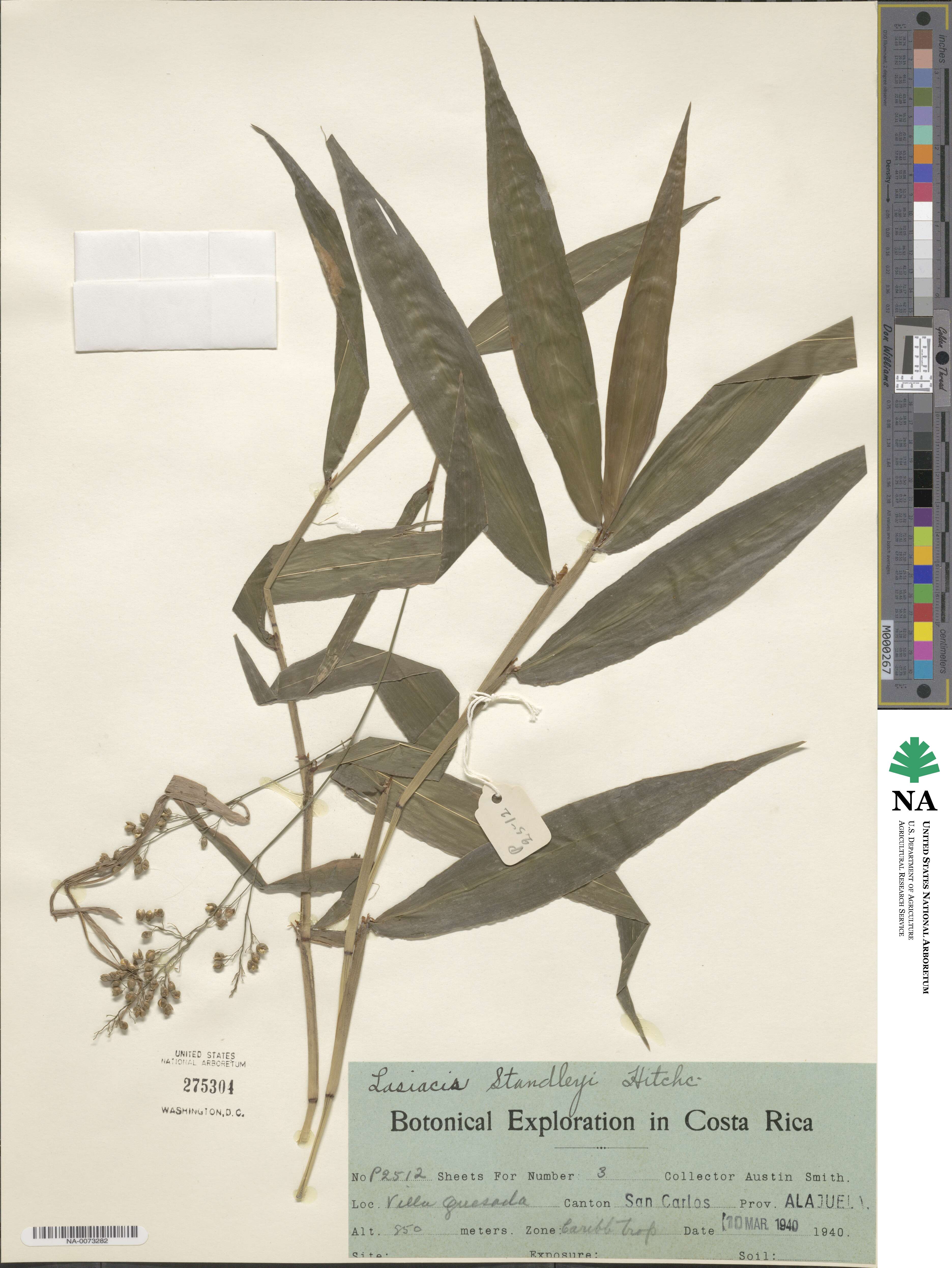 Lasiacis standleyi image