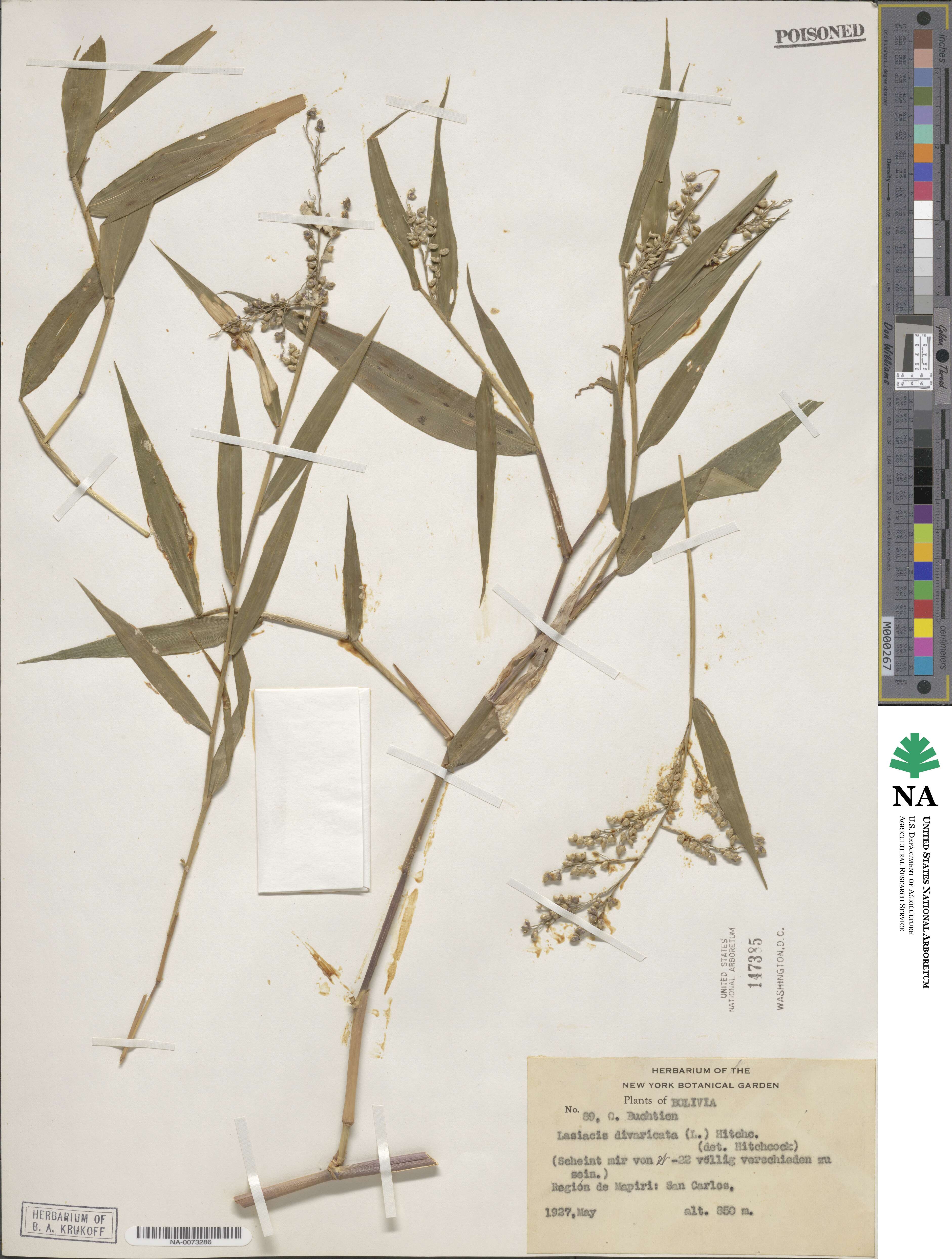 Lasiacis divaricata image